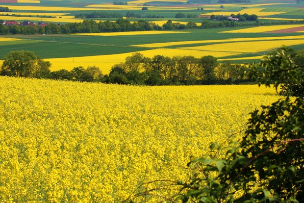 blühendes Rapsfeld